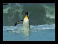 King Penguins