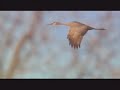 Crane Song