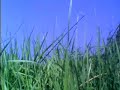 Cosma TV Kittycam - Cosma explores the summer Cosma TV Kittycam - Cosma explores the summer