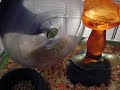 mon hamster ou le tour du monde de faqui