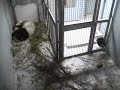 Lun Lun Nursing Mei Lan in New Den 12-26