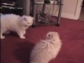 persian cats extreme toy wrestling