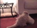 Persian Cats Extreme Toy Wrestling Persian Cats Extreme Toy Wrestling