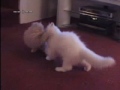 persian cats extreme toy wrestling