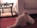 Persian Cats Extreme Toy Wrestling