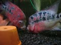 indoZZ & super red ZZ kissing indoZZ & super red ZZ kissing