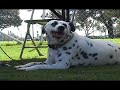 Fullerton, CA Pooch Park Anniversary/ Re-Grand Opening