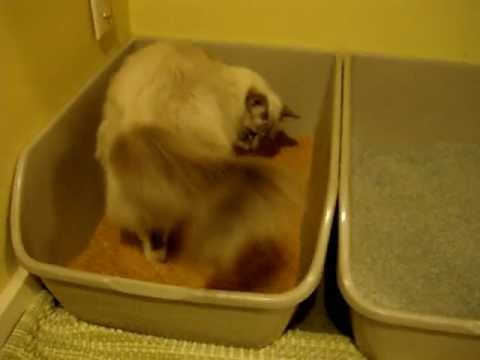 Scoopable Feline Fresh YouTube Preview Image