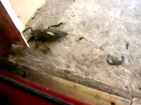 how to get rid of water bugs nyc