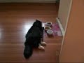 The Laziest Cat on Earth. The Laziest Cat on Earth.