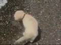 Labrador Retriever video