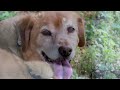 NEW PET LOSS SONG! RAINBOW BRIDGE (comfort for loss of a pet)