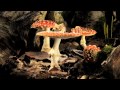 Fly Agaric toadstool growing time-lapse
