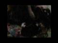 Basset Hound video