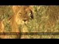 lionesses kill buffalo