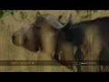 Lionesses kill buffalo Lionesses kill buffalo