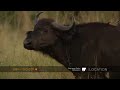 lionesses kill buffalo
