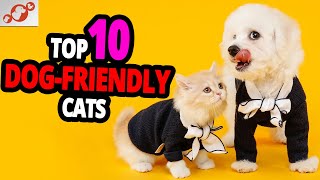 🐈 Cats & Dogs – TOP 10 Most Dog-Friendly Cat Breeds!