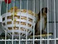 canaria y jilguero canaria y jilguero
