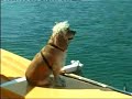 Yellow in Croatia,  sailing holiday 2004