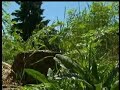 Hemlock cropping up around Spokane