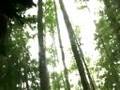 videos de Causarius