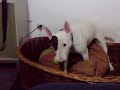 Bullterrier in Action