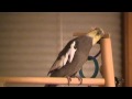 Beaker Sings
