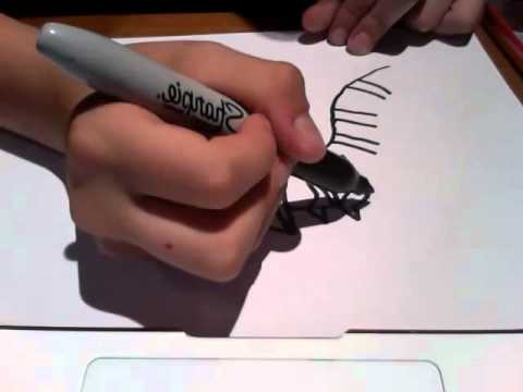 how to draw giratina