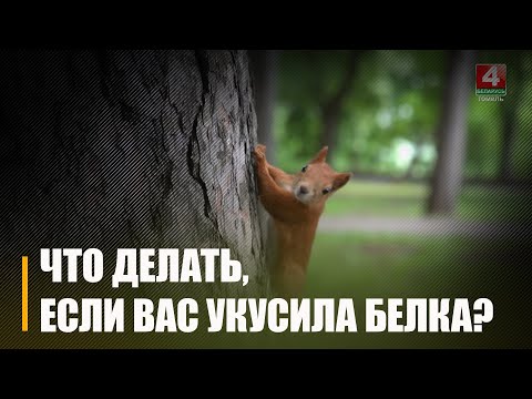 Даведаліся, як, а галоўнае – чым правільна карміць гомельскіх паркавых вавёрак і што рабіць, калі адна з іх укусіць видео