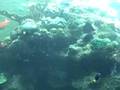 videos de Fish Tank