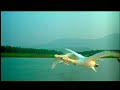 volando por el mundo AVES MIGRATORIAS