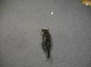Kitten playing