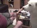 videos de Nanook the huskey begging