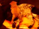 Sharpei Poes en Beer best puppy buddies