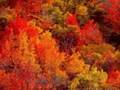 Fall Colors
