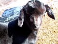 Black Goat Black Goat
