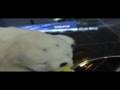 videos de Un robot foca, nombrado el más terapéutico del mundo.