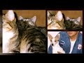 Pets