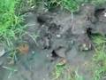 The Tragedy of La Brea Tar-pits