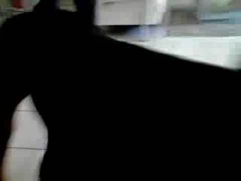 doberman attaque