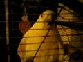 My Bird imitating