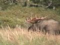 RECORD  BULL MOOSE Encounters GRIZZLY, alaska trophy moose brown bears, versus, vs