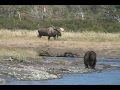 RECORD  BULL MOOSE Encounters GRIZZLY, alaska trophy moose brown bears, versus, vs