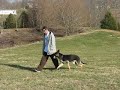 working with my dog grit with distractions in the background, his first time with distractions such as other dogs around barking, kids playing in the street, cars going by, and somone video taping, i think he did well