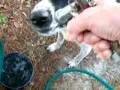 edarem - watering the doggies
