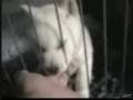 videos de 北海道犬クースケ！　ちっこいお父さんです