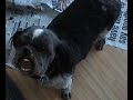 shit tzu