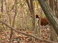 Krapina: divja svinja II