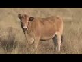 Aubrac cattle